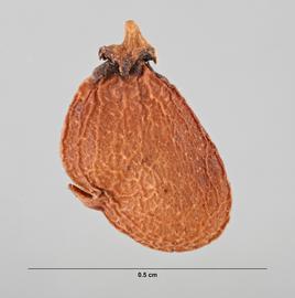   Fruit:   Cotinus coggygria ; Photo by M. Maher, USDA APHIS PPQ ITP, imageID.idtools.org
